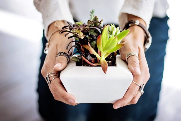 ¿Cuál es el costo de dar de baja un coche?