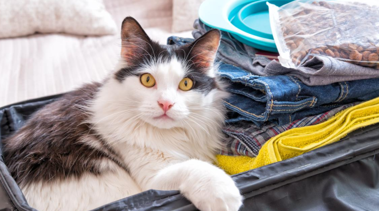 Consejos para viajar con mascotas: viaje seguro y legal con tu peludo compañero