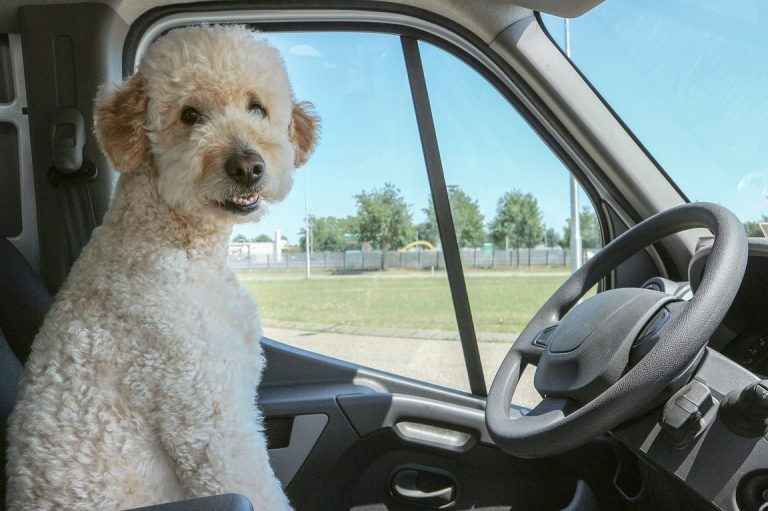 Consejos para viajar con tu perro: seguridad y comodidad garantizadas